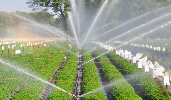 Hệ thống tưới nước tự động trong trồng trọt