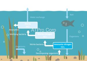 Ammonia Nitrogen là gì? Mua cảm biến Nitơ Amoniac Sensor giá rẻ ở đâu?