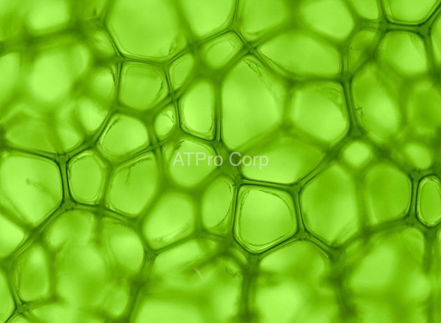 Chlorophyll A (diệp lục)
